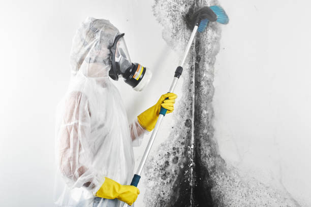 Best Mold Documentation for Insurance Claims  in Williamsburg, OH