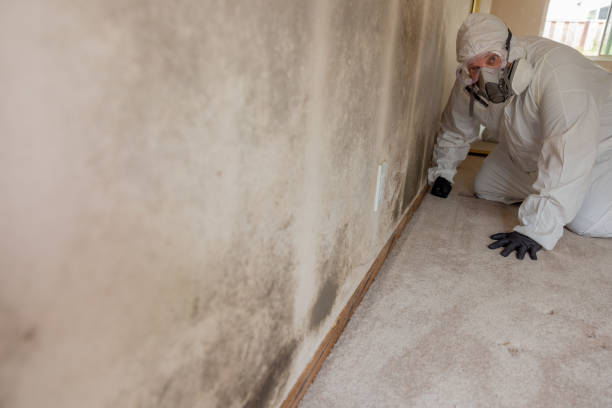 Best Asbestos and Lead Testing During Mold Inspection  in Williamsburg, OH